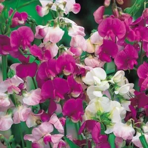 LATHYRUS latifolius - Everlasting sweetpea, Perennial sweet pea