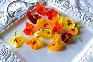 Nasturtium Flower