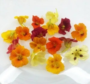 Nasturtium Flower